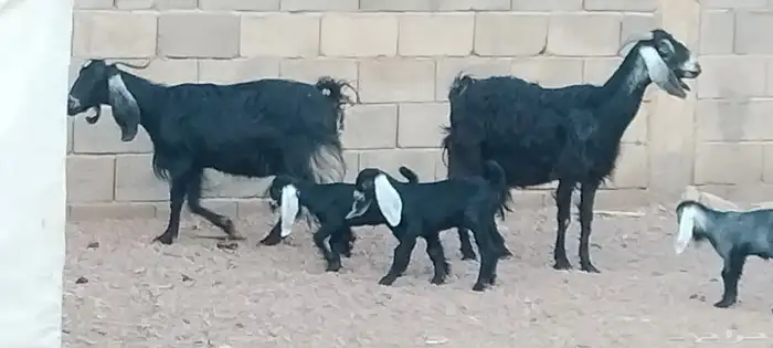 معزه عوارض ولد توام العدد 2 يتبعهن 4 روم 3