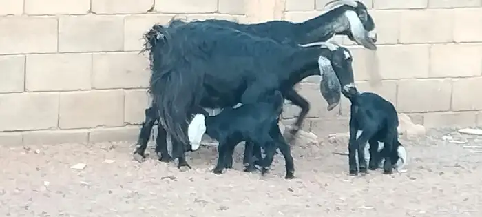 معزه عوارض ولد توام العدد 2 يتبعهن 4 روم 4