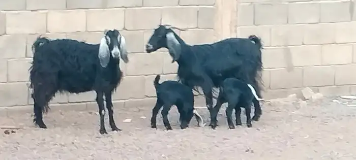 معزه عوارض ولد توام العدد 2 يتبعهن 4 روم 7