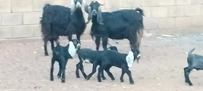 معزه عوارض ولد توام العدد 2 يتبعهن 4 روم 0