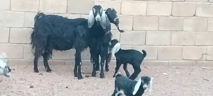 معزه عوارض ولد توام العدد 2 يتبعهن 4 روم 2