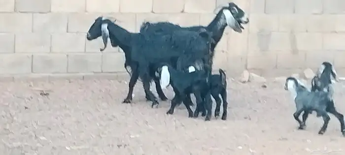 معزه عوارض ولد توام العدد 2 يتبعهن 4 روم 8