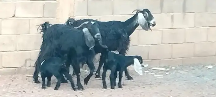 معزه عوارض ولد توام العدد 2 يتبعهن 4 روم 5