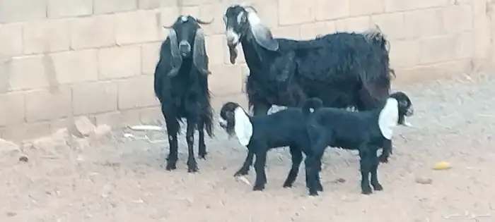 معزه عوارض ولد توام العدد 2 يتبعهن 4 روم 6