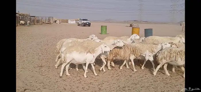 ضان حريه حرش مفاصيل العدد 65 1