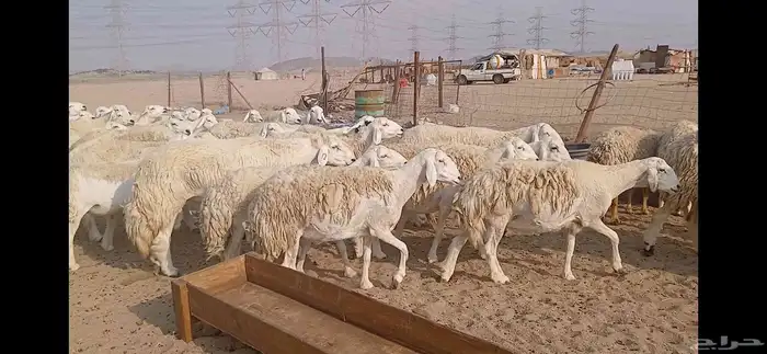 ضان حريه حرش مفاصيل العدد 65 3