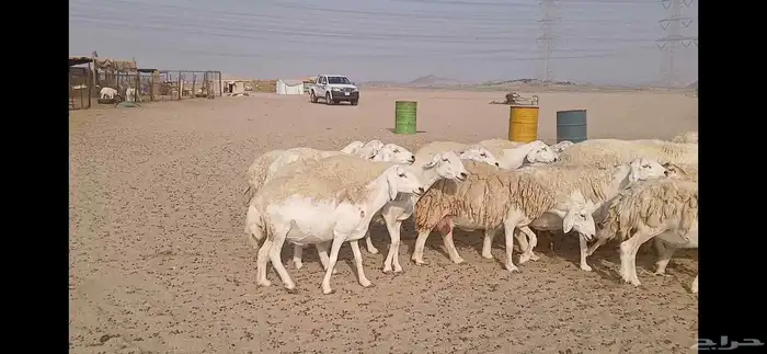 ضان حريه حرش مفاصيل العدد 65 0