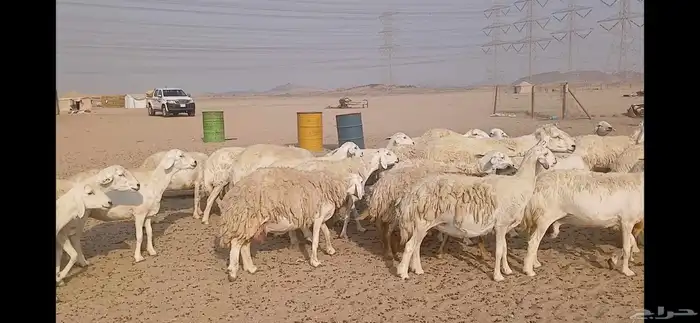 ضان حريه حرش مفاصيل العدد 65 2