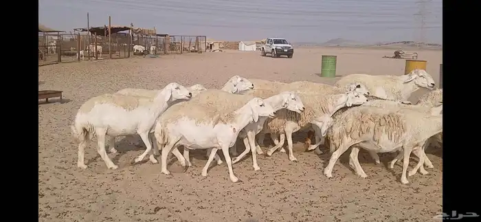 ضان حريه حرش مفاصيل العدد 65 6