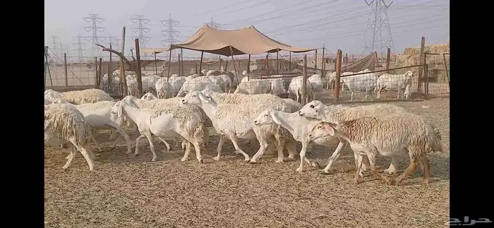 ضان حريه حرش مفاصيل العدد 65 8