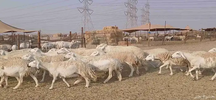 ضان حريه حرش مفاصيل العدد 65 7