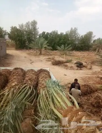 نخل للبيع من متر نص الا اربعه امتار 0