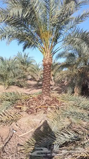 نخل للبيع من متر نص الا اربعه امتار 5