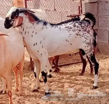 تيوس وفحول ماعز بيشي 6