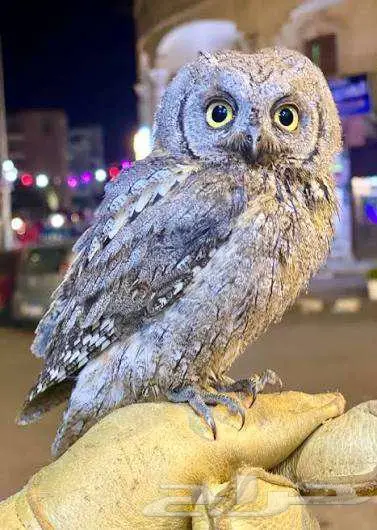 حمام بوم شجرية صغيره الحجم الاحساء 0