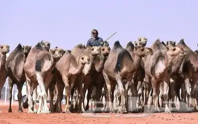 راعي ابل غنم 0