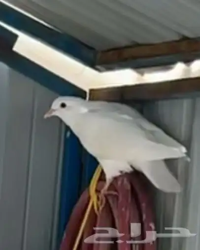 سلام عليكم عارض جوز فرنسي وقمري هولنديه 0