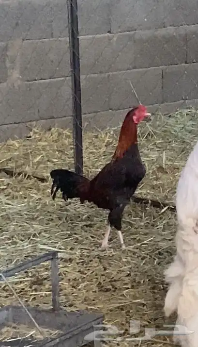 ديك ودجاجة باكستاني سندي أصيل العمر  خمس شهور ونص للبيع 3
