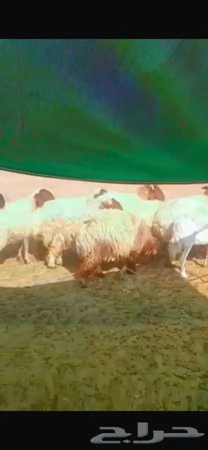 غنم نعيم مضاريع الموقع تيماء 1