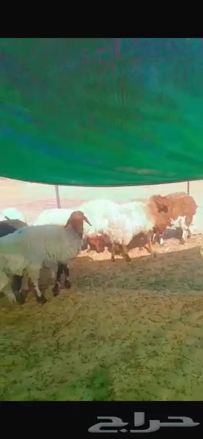 غنم نعيم مضاريع الموقع تيماء 0