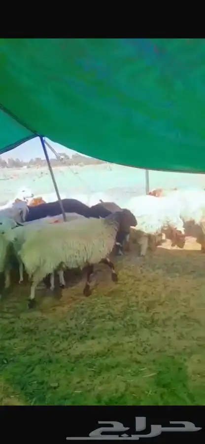 غنم نعيم مضاريع الموقع تيماء 3