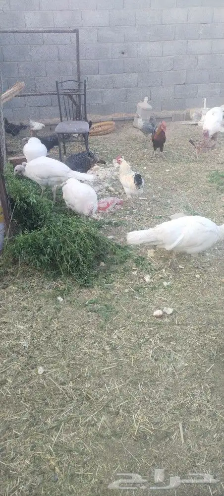 نعجه صفرا دافع عمرها صغير بكر عااسوم.رجاج رومي بط 4