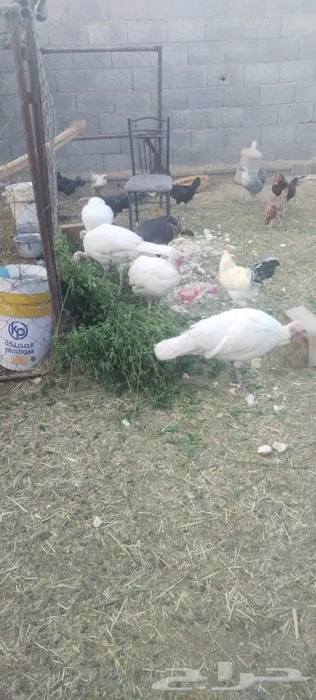 نعجه صفرا دافع عمرها صغير بكر عااسوم.رجاج رومي بط 5