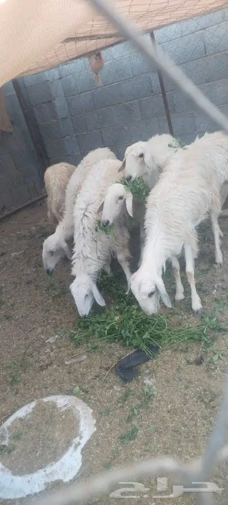 نعجه صفرا دافع عمرها صغير بكر عااسوم.رجاج رومي بط 0