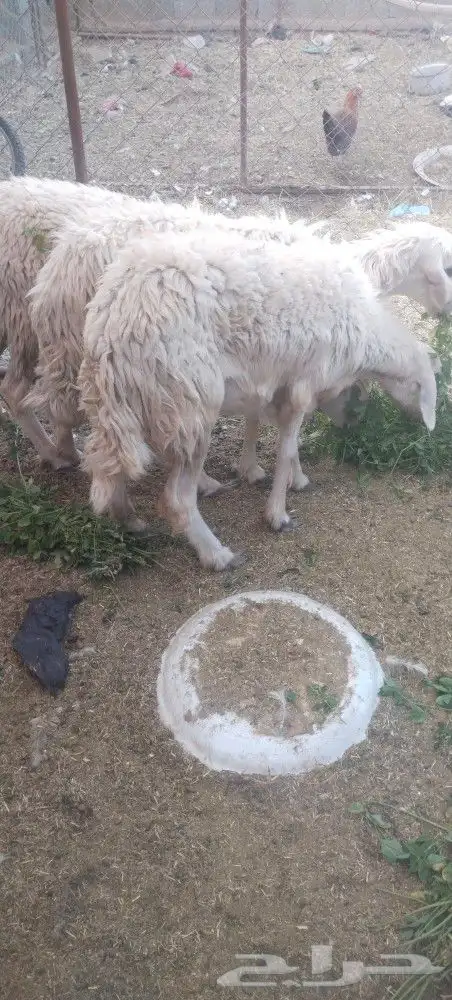 نعجه صفرا دافع عمرها صغير بكر عااسوم.رجاج رومي بط 2