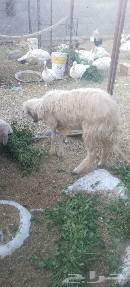 نعجه صفرا دافع عمرها صغير بكر عااسوم.رجاج رومي بط 6