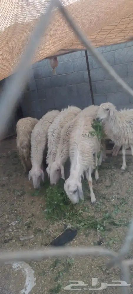 نعجه صفرا دافع عمرها صغير بكر عااسوم.رجاج رومي بط 1