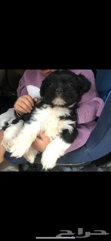 كلب مالتيز جرو كيوت 1