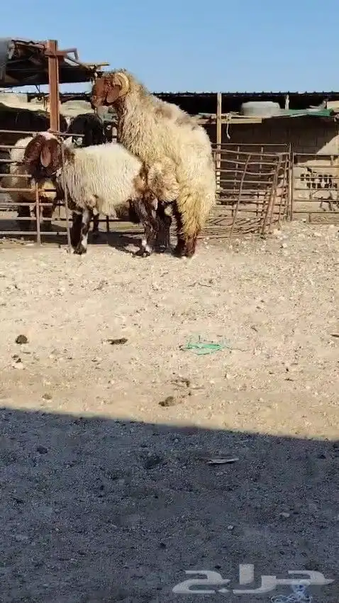 فحل نعيمي صنف للبيع 2