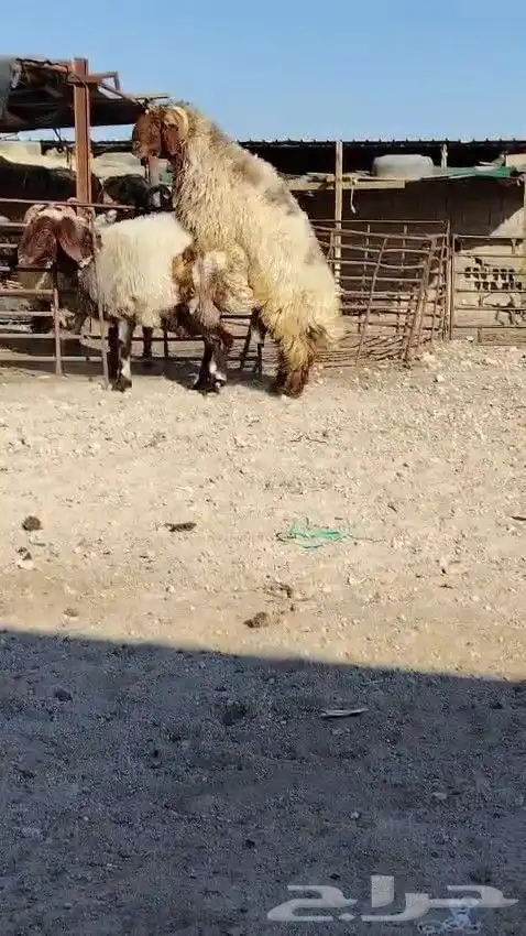 فحل نعيمي صنف للبيع 5