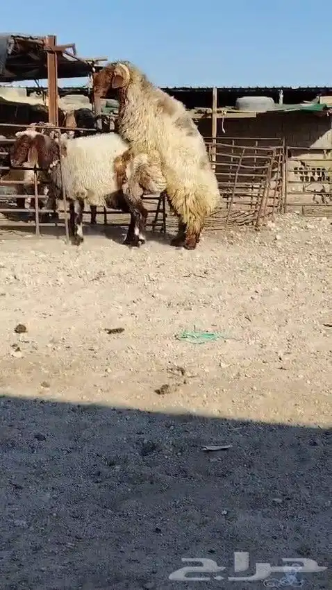 فحل نعيمي صنف للبيع 4