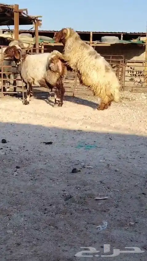 فحل نعيمي صنف للبيع 1