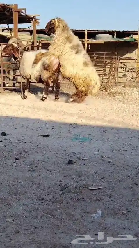 فحل نعيمي صنف للبيع 0