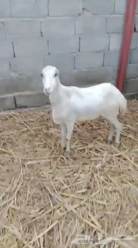 عرض بيع نعجه رباع 0