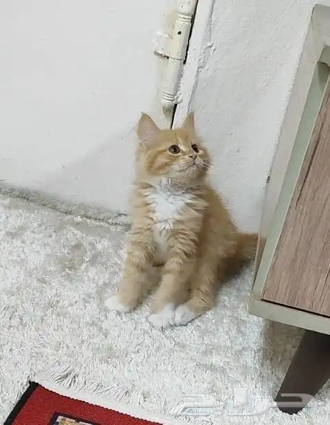 قطة صغيرة كتن 5