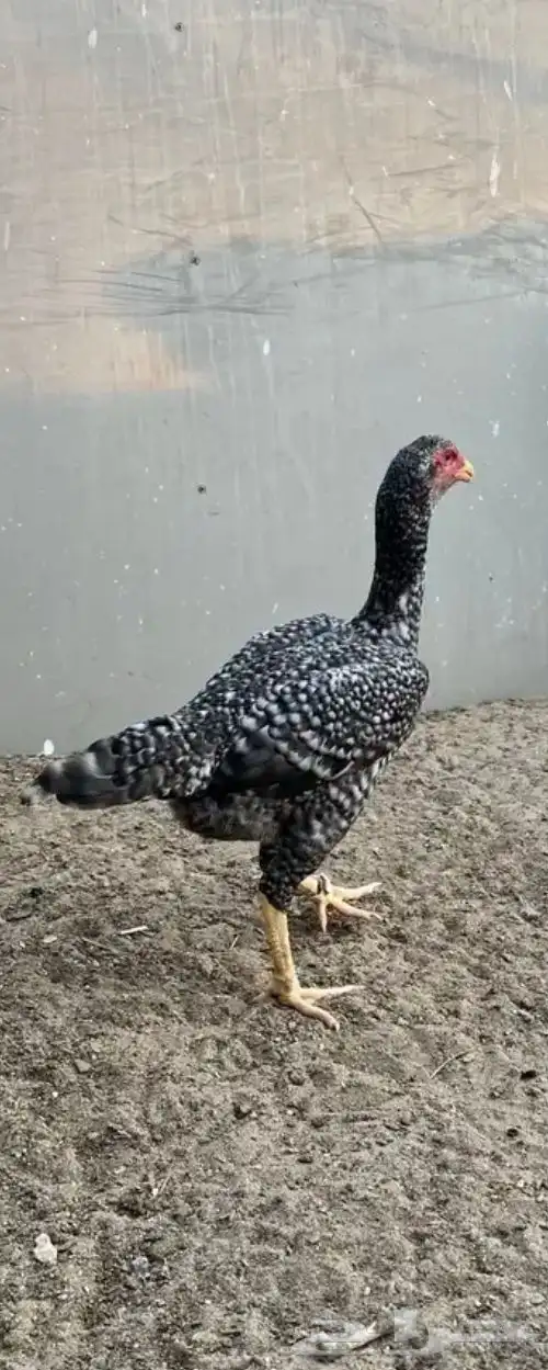 زوج شامو ياباني 3