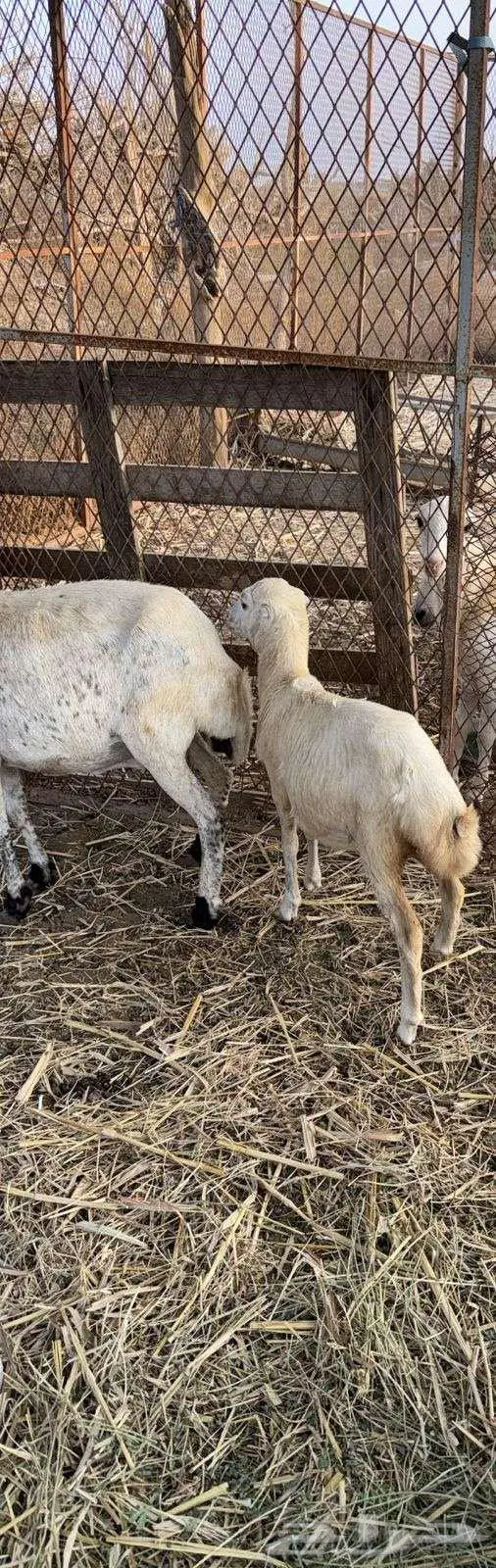 بيع نعجه ورخل 3