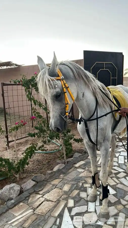 حصان عربي بيور بوراقه. 0