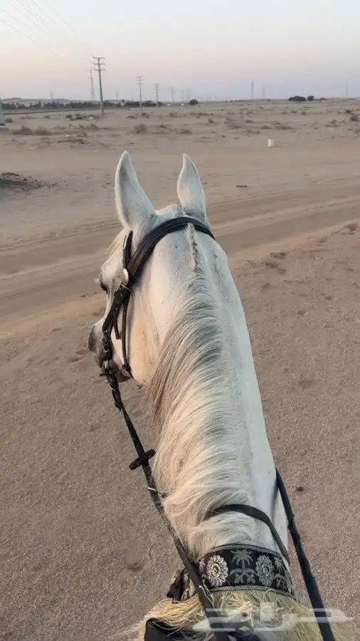 حصان عربي بيور بوراقه. 1