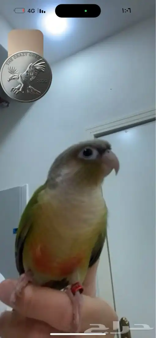 كنيور انناس مفطوم هدد داخلي 1