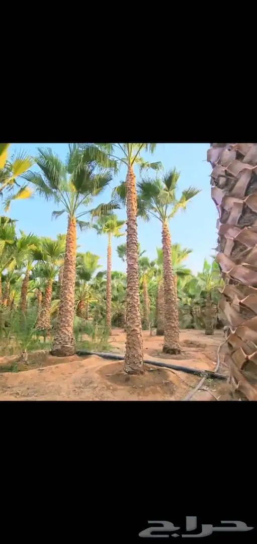 نخل واشنطني زينه جميع المقاسات وتنسيق الحدايق وقص الشجار وتك 2