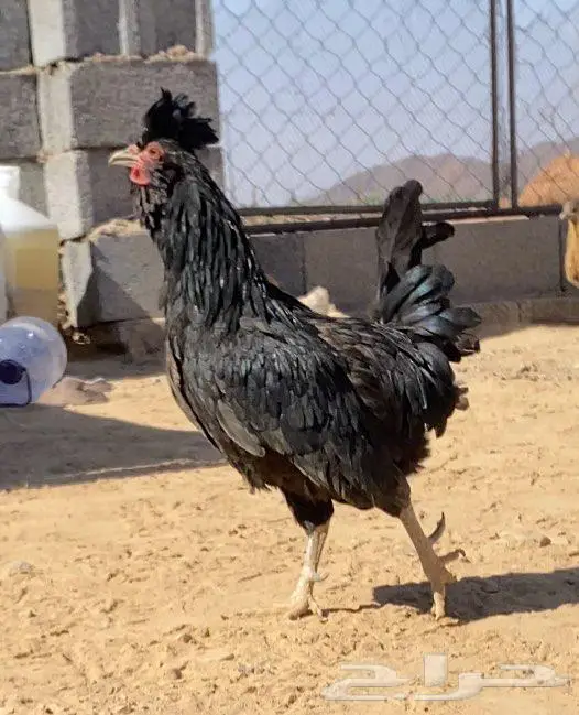 ديك نوع نادر 2