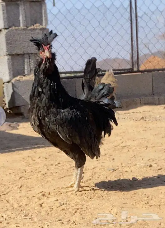 ديك نوع نادر 0