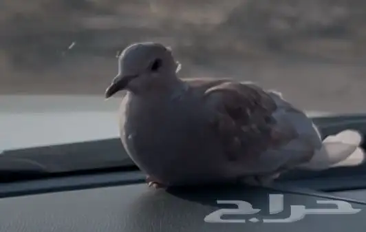 سلام عليكم عارض جوز فرنسي وقمري هولنديه 1