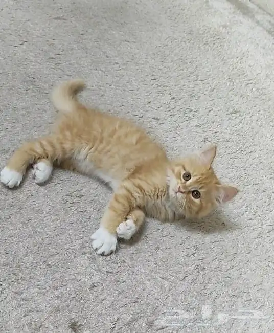 قطة صغيرة كتن 1
