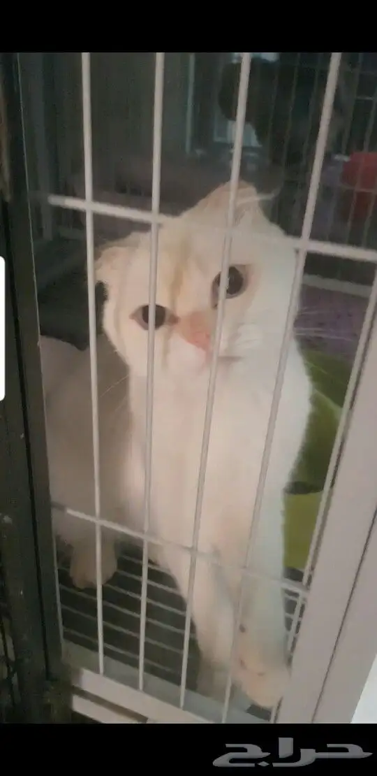 سكونش فولد للتبني 0